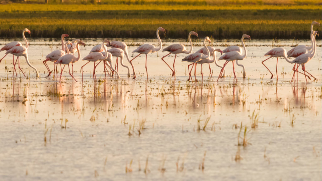 delta del ebro